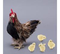 QUILSTM Para Gallina de pie Realista con Pollitos Marrones y Negros. Decoración artística vívida para el hogar y la Oficina. Ligera y fácil de Hacer