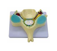 Quinto modelo de columna cervical humanos, modelo de hueso médico, transección de médula espinal agrandada con médula espinal humanos, quinta columna cervical, ayuda de enseñanza para el estudio