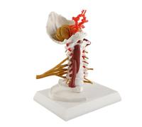 Qukaim Modelo de enseñanza de columna cervical, modelo de nervios espinales humanos extraíbles para comunicación con el médico y el paciente, modelo de enseñanza anatómica, estructura detallada de las