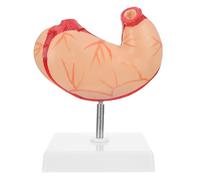 QUMIIRITY Modelo Anatómico del Estómago Natural de Tamaño Real, Material Didáctico para Ciencias, Equipo de Demostración para Enseñanza de Fisiología y Anatomía, Portátil y Ligero para Uso