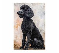 QUSAAOU Decorativo Para Pared Retrato de caniche negro Adecuado Para Paredes De Salas De Estar, Dormitorios, BañOs Y Pasillos; DecoracióN Del Hogar（Blanco y negro-80x120cm1 Sin marco