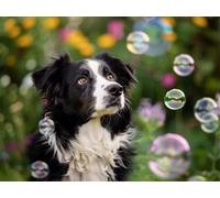 Quxaoqiao Adultos y Principiantes Diamond Painting Taladro Completo 5D DIY Arts Kits Border Collie Imagen Bordado Diamante Pintura Pintura Para Decoración Pared Hogar Taladro Cuadrado 85x115cm AE2583