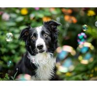 Quxaoqiao Adultos y Principiantes Diamond Painting Taladro Completo 5D DIY Arts Kits Border Collie Imagen Bordado Diamante Pintura Pintura Para Decoración Pared Hogar Taladro Cuadrado 85x115cm AE2579