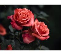 Quxaoqiao Adultos y Principiantes Diamond Painting Taladro Completo 5D DIY Arts Kits Hermosas Rosas Imagen Bordado Diamante Pintura Pintura Para Decoración Pared Hogar Taladro Cuadrado 35x45cm AE2577