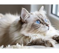 Quxaoqiao Adultos y Principiantes Diamond Painting Taladro Completo 5D DIY Arts Kits Lindo Gatito Imagen Bordado Diamante Pintura Pintura Para Decoración Pared Hogar Taladro Cuadrado 100x130cm AE2688