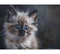 Quxaoqiao Adultos y Principiantes Diamond Painting Taladro Completo 5D DIY Arts Kits Lindo Gatito Imagen Bordado Diamante Pintura Pintura Para Decoración Pared Hogar Taladro Cuadrado 100x130cm AE2685
