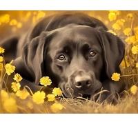 Quxaoqiao DIY 5D Adultos y principiantes Diamante Pintura Arts Taladro Completo Kits Diamond Painting Flores De Labrador Negro Imagen Pintura Decoración Pared Hogar Taladro Redondo 45x60cm AC0609