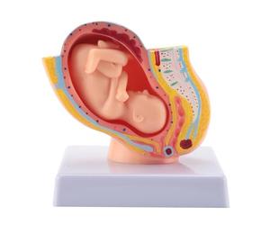 Quystetes Embarazo Humano Desarrollo Fetal 9º Mes Modelo PéLvico Embrionario Feto Embarazo AnatomíA Modelo de Placenta