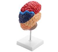 Quystetes Modelo anatómico cerebral anatómico 1:1 suministros de laboratorio de enseñanza del cerebral medio cerebro
