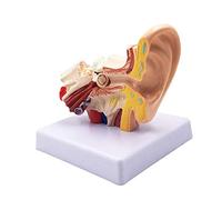 Qwertfeet Modelo de Anatomía del Oído Humano 1,5X - Modelo de Simulación de Estructura Interna de Oído de Oficina Profesional para Educación