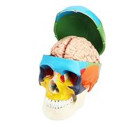 QWORK® 1:1 de tamaño real, Modelo de cráneo de 3 partes y Modelo de cerebro de 8 partes con números