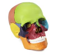 QWORK® Mini modelo de cráneo colorido en 15 partes, Craneo anatomia desmontable para educación y aprendizaje médico