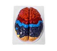 QWORK® Modelo Anatomico Cerebro 2 Partes, Desmontable Modelo de Anatomía para Enseñanza y Aprendizaje