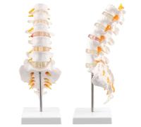 QWORK® Modelo Anatómico de Columna Lumbar con Sacro Abierto, Tamaño Natural 1:1, para Enseñanza, Estudio y Demostración