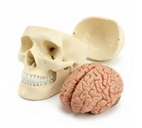 QWORK® Modelo Anatómico de Cráneo Humano 3 Partes y Cerebro 8 Partes con Números, Escala 1:1 para Enseñanza de Anatomía y Demostración