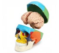QWORK® Modelo Anatómico de Cráneo y Cerebro a Tamaño Real, Cráneo 3 Partes y Cerebro 8 Partes con Números, para Enseñanza y Estudio