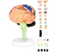 QWORK® Modelo de anatomía del cerebro de 31 piezas, Humano representación detallada realista, fácil montaje, 9 cm de alto