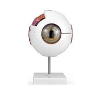 QWORK® Modelo de anatomía del ojo humano ampliado 6X , modelo de globo ocular ampliado con soporte extraíble para la enseñanza de ciencias