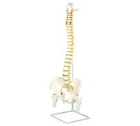 QWORK® Modelo de Columna Vertebral con Pelvis y Muslos, Material de PVC, Soporte Metálico, Escala 1:1 (88 cm)