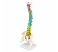 QWORK® Modelo de Columna Vertebral Flexible con Pelvis, Muslos y Nervios, Modelo Anatómico de 45 cm para Enseñanza, Estudio y Exhibición