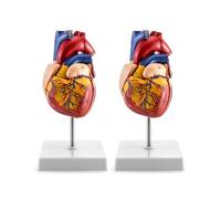 QWORK Modelo de corazón Humano, Paquete de 2 Modelos médicos anatómicamente precisos numerados de 2 Partes de tamaño Real con 34 estructuras anatómicas, se Mantienen Junto con imanes en la Base
