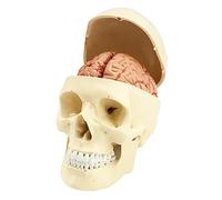 QWORK® Modelo de cráneo de 3 partes - Modelo de cerebro de 8 partes con números - 1:1 de tamaño real