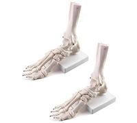 QWORK Modelo de esqueleto de pie humano, paquete de 2 unidades de anatomía médica de tamaño real, modelo de pie y tobillo, derecho, totalmente articulado, para estudio médico y aula de ciencias