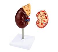 QWORK Modelo de riñón de tamaño natural, dividido en 2 partes que muestran estructura interna una réplica de anatomía humana de riñón normal para médicos herramienta educativa de oficina
