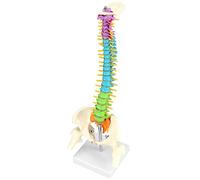 QWORK Modelo flexible de columna vertebral humana con nervios espinales, pelvis y muslos, columna vertebral, modelo anatómico para exhibición de investigación de aprendizaje médico, 45 cm
