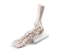 QWORK® Modelo pedagógico de anatomía del esqueleto del pie derecho, tamaño real, articulado en PVC con base, para anatomía, biología y arte