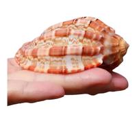 QYVHGJUAB Conchas Marinas Naturales de 7 a 10 cm, Conchas Grandes Cangrejo ermitaño for decoración Bodas en la Playa, Decoraciones for el hogar y Manualidades Bricolaje (9-10 cm)(8-9cm)