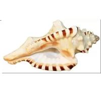 Radhna Shankh Shankh Ganesh Shankh (9 cm, color marrón) decorativo Shankh (marrón)