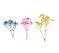 RadianceBiz Flores Secas Prensadas Hojas Reales Plantas Artesanales Material de Manualidades Preservado Adecuado para Proyectos DIY Decoración de, Multi, Individual