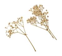 RadianceBiz Flores Secas Prensadas Hojas Reales Plantas Artesanales Material de Manualidades Preservado Adecuado para Proyectos DIY Decoración de, Blanco, Individual