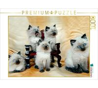 Ragdoll - Puzzle de 1000 Piezas, diseño de Gatitos