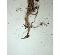 Raíces: Antilogía (Libros de poemas)