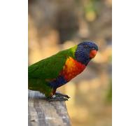 Rainbow Lorikeet’s Guide to Organized Chaos: A Colorful Companion for Organized Days - Designed for Busy Minds and Brilliant Ideas