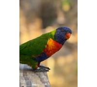 Rainbow Lorikeet’s Guide to Organized Chaos: A Colorful Companion for Organized Days - Designed for Busy Minds and Brilliant Ideas