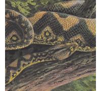 Rainforest Spiritual Enslavement Ambient Black Magic (Vinyl) 12" Album