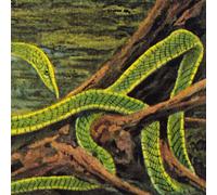 Rainforest Spiritual Enslavement Green Graves (Vinyl)