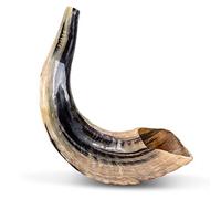 Ram SHOFAR Horn Kosher Natural 10"-11" Judaica Israel Made