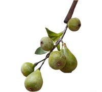 Rama de flores de espuma de higo artificial decorativa para uso doméstico y boda, diseño realista y minimalismo de estilo escandinavo (verde)
