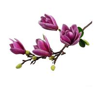 Rama de orquídea de magnolia artificial de seda y plástico con cuatro cabezas, diseñada para decoración del hogar, lugares de boda y espacios de oficina (morado oscuro)