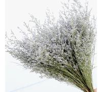 Ramo de hierba natural preservada, caspia bellidifoli fresca de 17 pulgadas, lavanda marina, flores de aliento de bebé, para boda, cumpleaños, decoración del hogar, día de San Valentín, vacaciones
