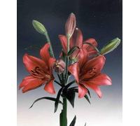Ramo Flores Frescas de Lilium Rojo 10 Tallos PORTES GRATIS