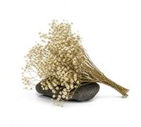 Ramo Paniculata Seca Natural - DECOALIVE para Madre | Paniculata Natural Preservada de 50-60 cm y 100g para una Presentación Floral