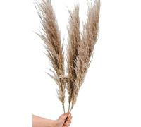Ramo Seco de 5 Ramas de Plumero Perfecto para Ambientes Minimalistas