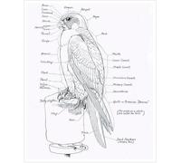Raptor Anatomy Educational Poster - Detailed External Anatomy of a Hawk Chart for Biology Classroom, Home Office and Library Wall Art Decor(Unframed,12x18inch(30x45cm))