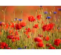 Rasch Magicwalls 363371 - Papel pintado fotográfico sobre fieltro con un prado de amapolas en rojo y verde de la colección Magicwalls, 2,65 m x 3,71 m (largo x ancho)
