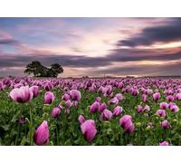 Rasch Magicwalls 363456 - Papel pintado fotográfico sobre fieltro con campo de flores en lila y verde de la colección Magicwalls - 2,65 m x 3,71 m (largo x ancho)
